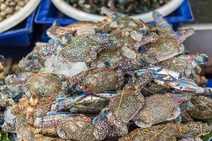 A pile of crabs on display at a market photo