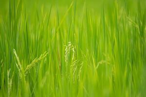 Green rice field with a blurry background photo