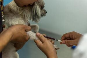 A dog being examined by a vet photo