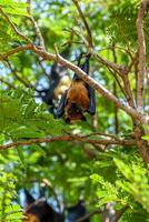 A bat hanging upside down from a tree branch photo