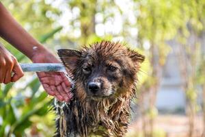 A person is washing a dog with a hose photo