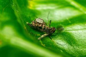 Macro of spider eating mosquito photo