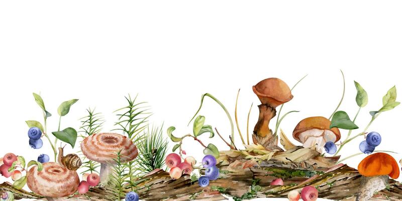 Suillus larch bolete slippery jack milk-cap mushroom, blackberry cranberry on bark, moss lichen growth, fallen autumn leaves twigs needles. Hand drawn watercolor seamless banner. Autumn forest floor