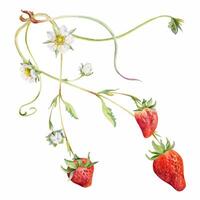Strawberries and flowers in watercolor vector