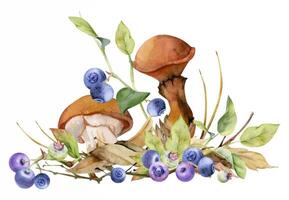 mushrooms and blueberries illustration vector
