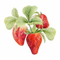 Watercolor strawberries with green leaves vector