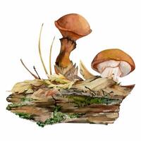Watercolor mushrooms on a log vector
