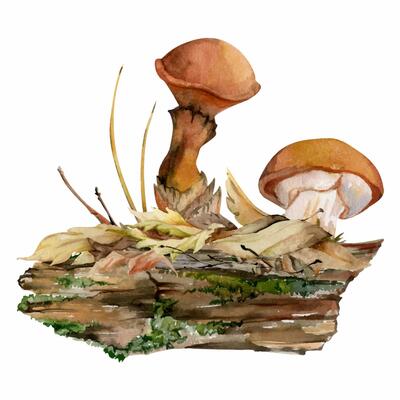 Suillus larch bolete slippery jack mushroom fungus, on bark with moss lichen growth, fallen autumn leaves twigs needles. Hand drawn watercolor Illustration. Autumn forest floor habitat natural scene