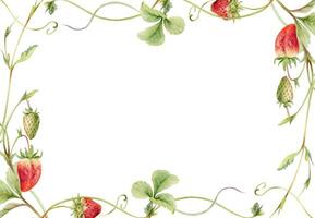 Strawberry vine border illustration vector