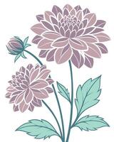 Two purple dahlias with green leaves and bud flower vector