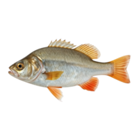 Isolated perch specimen exhibiting intricate scale detail against an neutral environment png