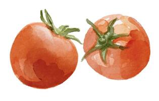 watercolor tomatoes illustration vector