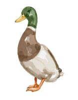 Watercolor painting of a duck vector