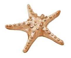Artistic starfish illustration vector