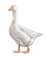 Watercolor illustration of a white goose vector