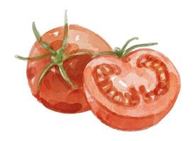 Watercolor tomatoes illustration vector
