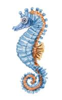 Watercolor seahorse illustration vector