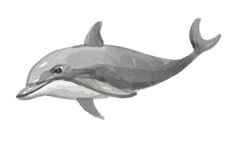 Watercolor dolphin swimming illustration vector