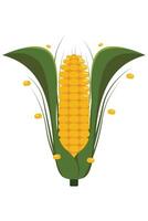 Healthy Golden Corncob with Leaves Harvested Agriculture Product Graphic vector
