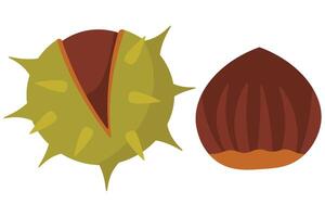 Chestnut Set. Spiky Shell and Peeled Nut for Autumn. Fresh Fall Edible Chestnuts vector