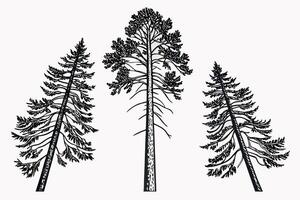 Three pine trees in black and white line art evergreen vector