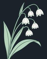 White snowdrop flowers with green leaves on dark background vector