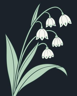 White snowdrop flowers with green leaves on dark background
