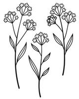 Black and white line drawing of three delicate wildflowers vector