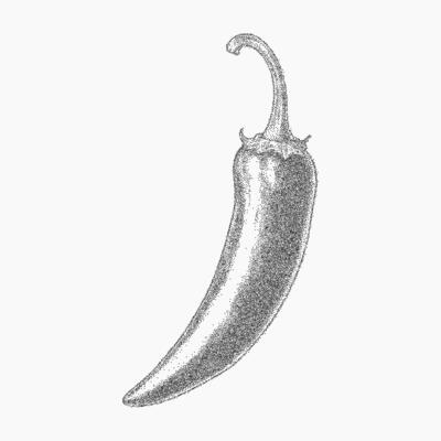 Pepper in black drawing. Hand drawn stipple with dotted shading, vintage copy grain and clear threshold edges.