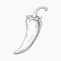 Pepper black drawing. Simple stipple art with gritty halftone effect, photocopy texture and high contrast threshold. vector