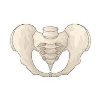 human hip bone vector