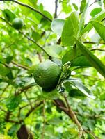 A green fruit hanging from a tree photo