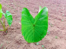 A green leaf growing in a field photo