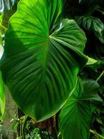 Lush Green Philodendron Leaf A Tropical Botanical Study photo