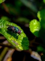 A fly sits on a green leaf photo
