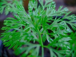 Lush Green Cilantro A CloseUp Botanical Study photo