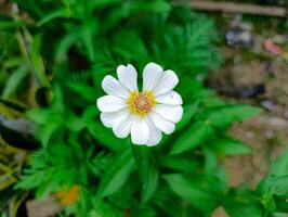 A white flower with yellow center in the middle of green plants photo