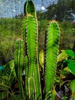 Luminous Green Cereus Cactus Trio A Vibrant Botanical Study photo