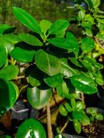 Lush Green Ficus Microcarpa A Vibrant Botanical CloseUp photo