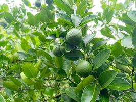A tree with many green lemons on it photo