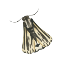 Night moth with black and white wings watercolor illustration. Hand drawn mystic butterfly, nocturnal insect clipart for book,poster, esoteric and magic card,taro design png