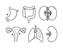 outline human internal organs anatomy vector