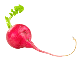 small red radish isolated png
