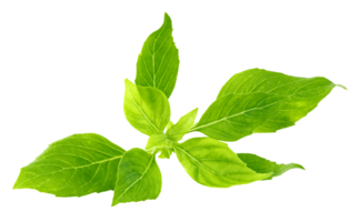 leaf fresh basil isolate, Green leaves pattern png