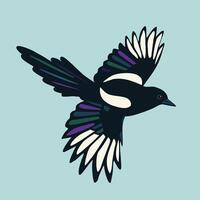 A digital illustration of a flying magpie. You see the bird from a side. Both wings are spread out. The background is pale blue. vector
