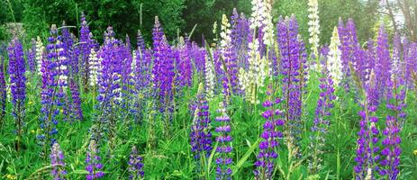 Blooming lupines in the field. Flowering purple and white lupines. Natural landscape background. Horizontal banner. photo
