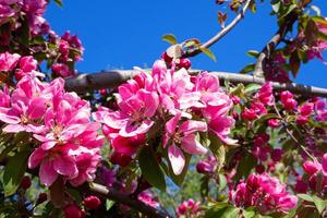 Pink apple tree flowers. Blooming apple tree in the spring garden. Magenta blossom in bloom. Branches with beautiful petals. photo