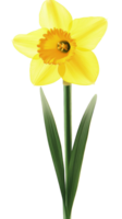 Single Yellow Daffodil Flower in Bloom png