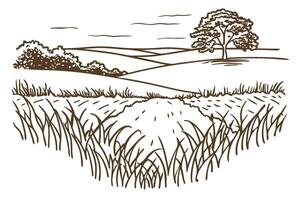 Rolling countryside landscape with tall grass, distant hills and single tree hand drawn rural scene illustration vector