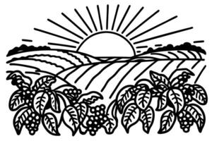 Sunrise over coffee plantation fields with lush plants and ripe berries in countryside landscape illustration vector